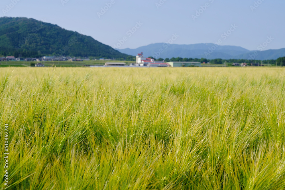風景素材　爽かな初夏の麦畑