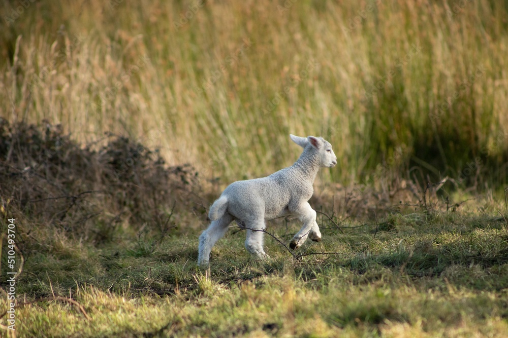 baby lamb playing in the field baby lamb playing in the field