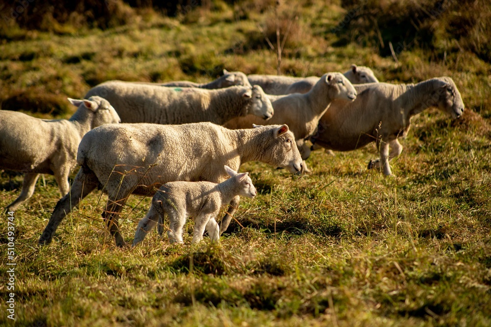 baby lamb with the mother