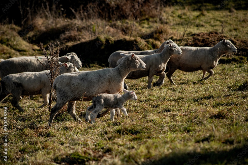 sheep in a paddock hang on sheep in a paddock hang on
