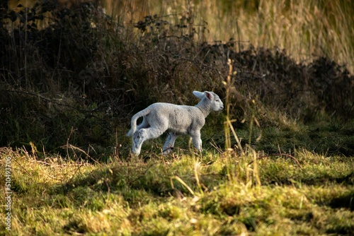 baby lamb playing in the field