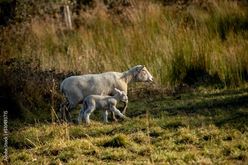 baby lamb with the mother