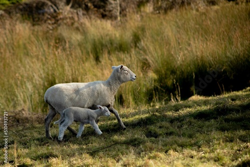 baby lamb with the mother