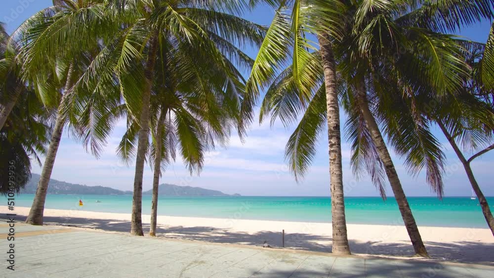 palm trees on the beach palm trees on the beach