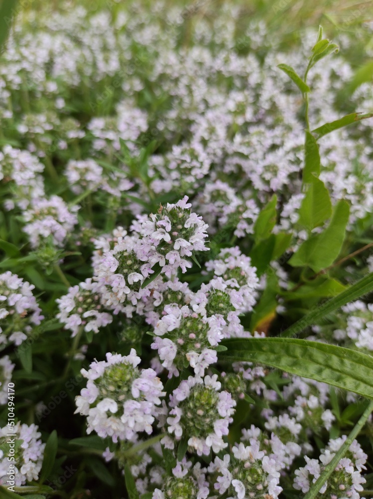 flowers in the field