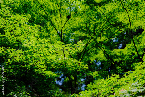 風景素材 爽かな初夏の鮮かな青紅葉