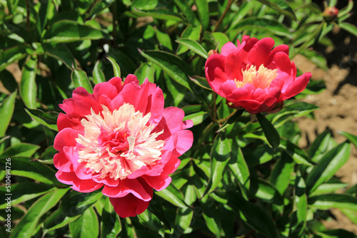 Fototapeta Naklejka Na Ścianę i Meble -  Blooming red peonies on the flower bed