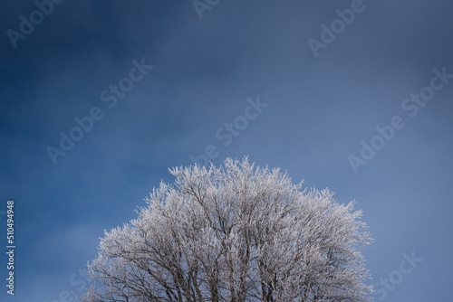 A white, frosted tree with blue sky background