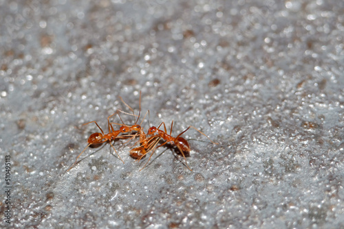 Busy red ants   Ants are eusocial insects of the family Formicidae
