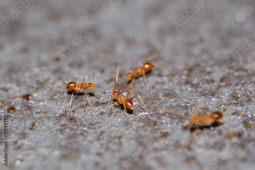 Busy red ants / Ants are eusocial insects of the family Formicidae © taffpixture
