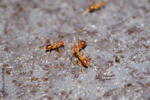 Busy red ants / Ants are eusocial insects of the family Formicidae © taffpixture