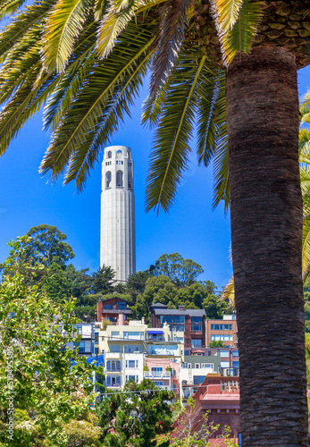 Photography palm tree and tower in the city