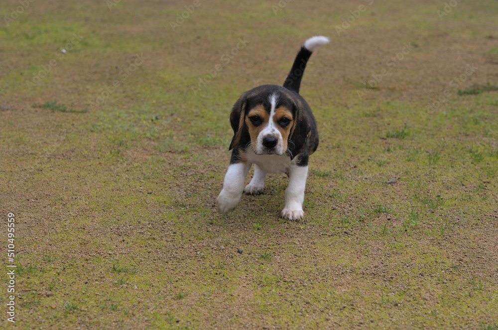 beagle dog sitting on the grass