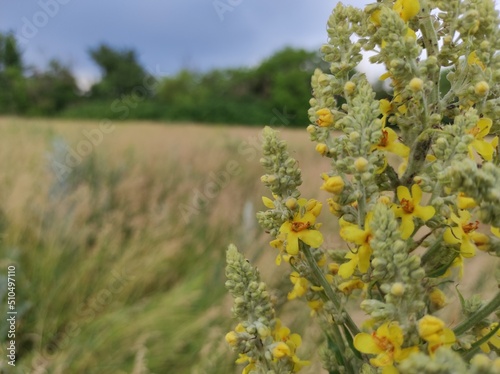 flowers in the field