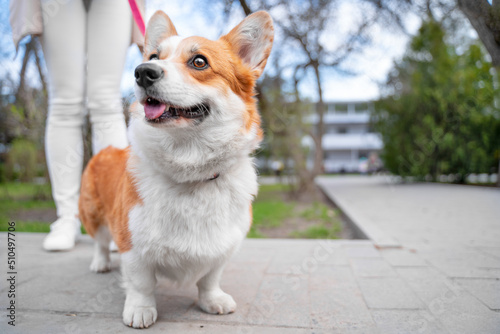 Person walks with a pet on a funny pink leash. Cute Welsh corgi Pembroke or cardigan dog obediently stands next to the owner and looks up  low-angle front view