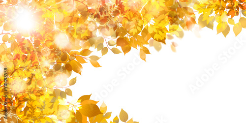 紅葉　もみじ　秋　背景