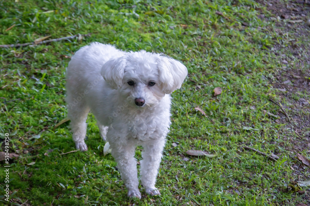 Gorgeous furry white poodle in the park