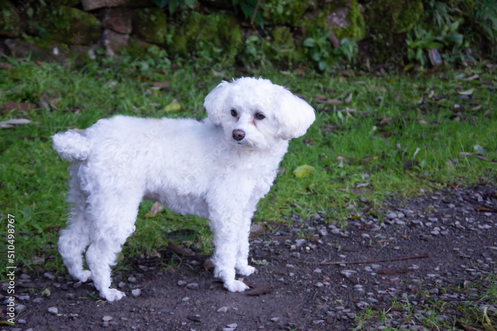 Gorgeous furry white poodle in the park