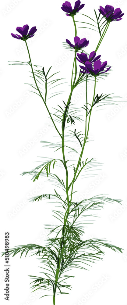 Front view Plant Flower ( Cosmos bipinnatus 2) Tree png illustration vector	