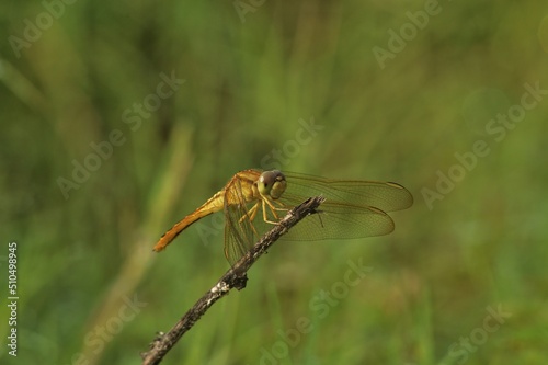 dragonfly on a branch © Agung