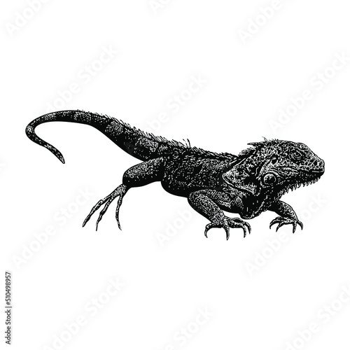 iguana hand drawing vector illustration isolated on background