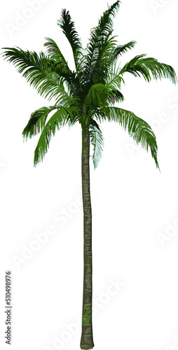 Front view tree (Coconut Tree Palm 1) illustration vector
