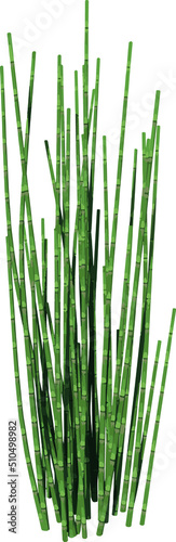Front view of Plant   rough horsetail   Tree png illustration vector 