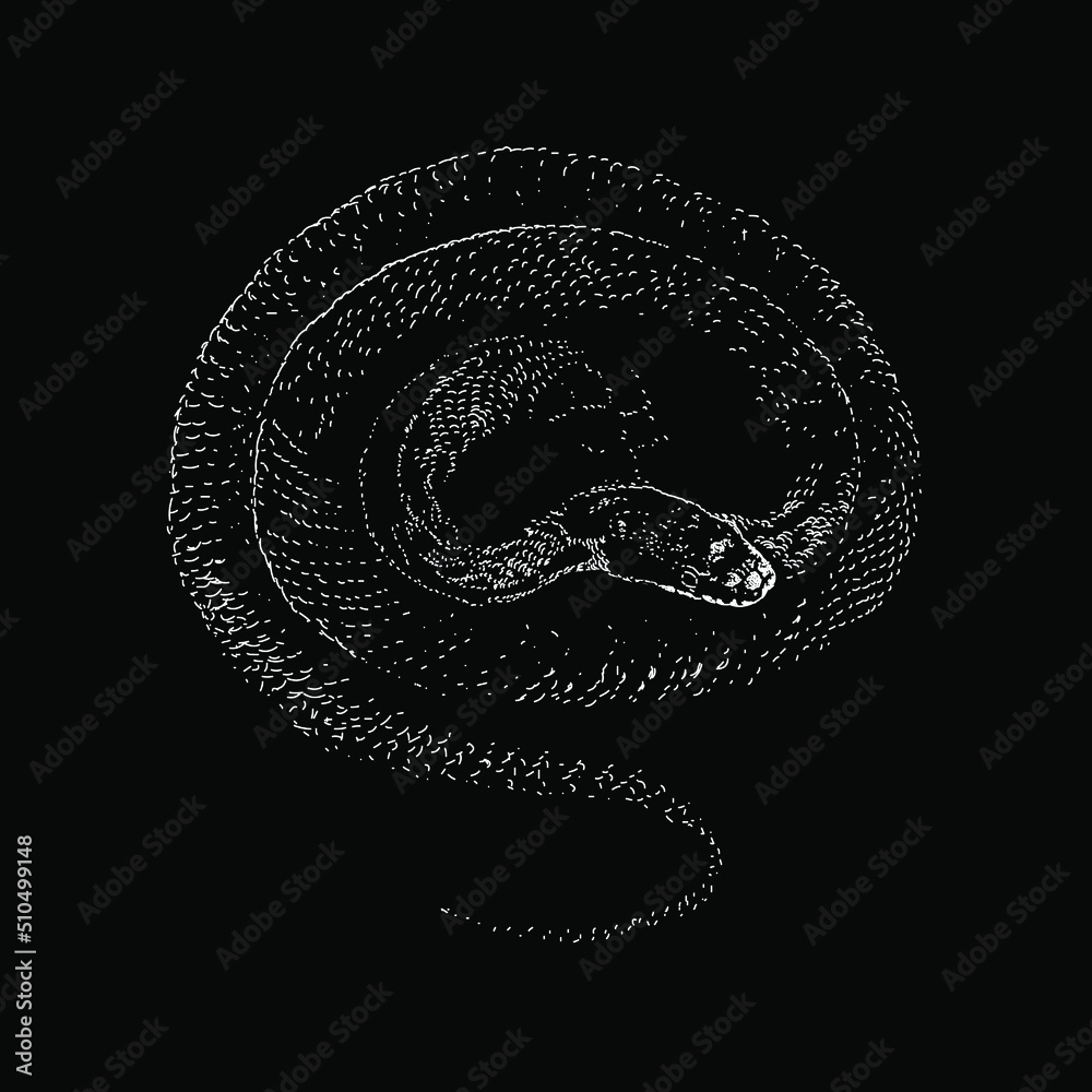 Rat Snake hand drawing vector illustration isolated on black background