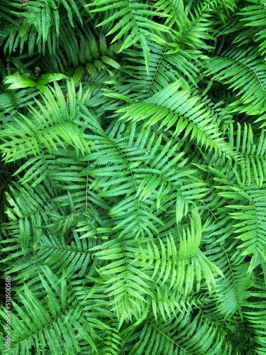 Paco fern background.small vegetable fern (Diplazium esulentum).closeup,evergreen,natural background. photo