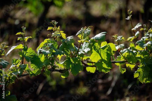 New spring growth in an Oregon vineyard shows fresh leaves and sprouts on trellised wine grapes, afternoon sun adding glow and contrast. 