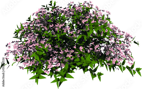 Front view of Plant Flower (Deutzia Yuki Cherry Blossom Deutzia 1) illustration vector	