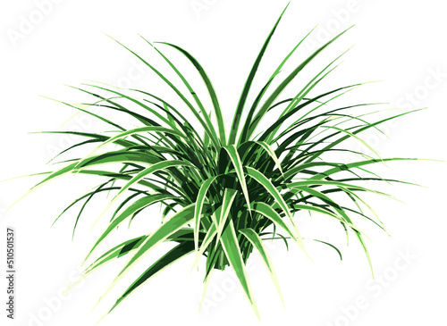 Front view of Plant (Dianella Tasmanica ) Tree png illustration vector