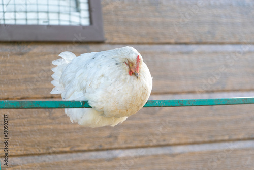 Portrait of a white chicken sleeping on a metal fence