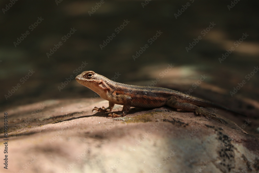 Fototapeta premium Lizard in Zion National Park