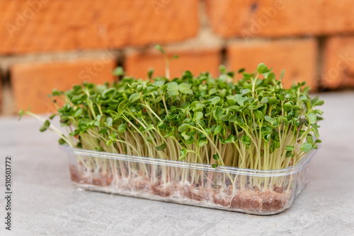Different types of micro green sprouts. Micro green fresh sprouts. Eco farming. Organic raw green food. Healthy and fresh vegan food. Growing microgreens. Seed germination at home. Windowsill garden.