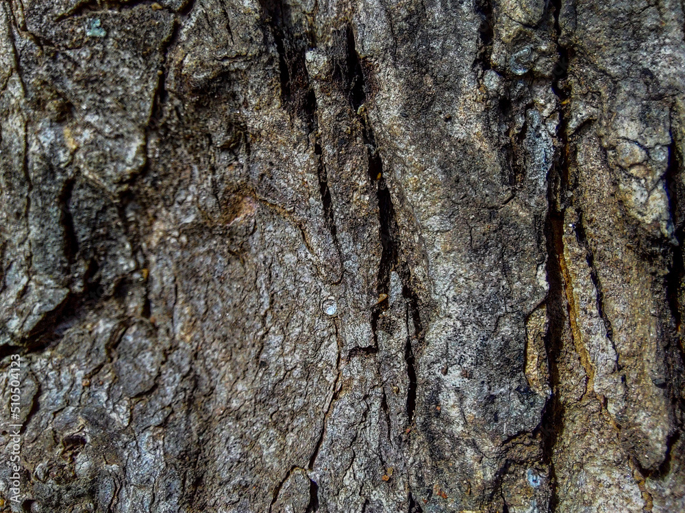 Close Up of Bark on Tree Stump. Old tree. many years old. background or backdrop. Close Up of Bark on Tree Stump. Old tree. many years old. background or backdrop.