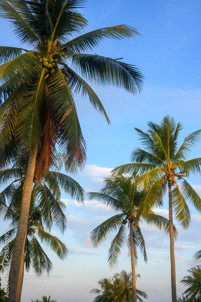 A coconut tree in the background of the morning sky The golden light from the morning light makes it beautiful. Tropical atmosphere in Asia, take a shot from the angle up.