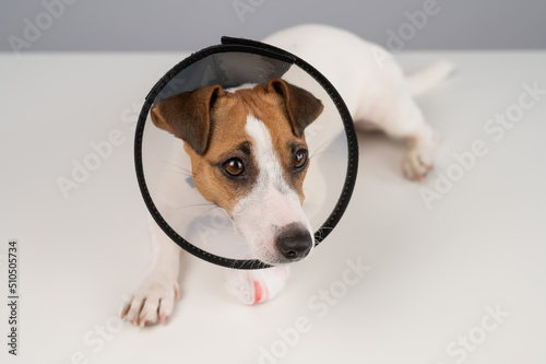 Jack Russell Terrier dog with a bandaged paw in a cone collar.  © Михаил Решетников