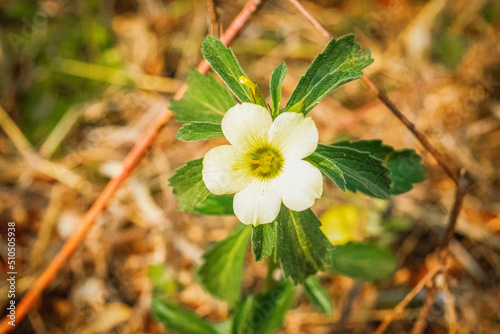 Flor amarilla