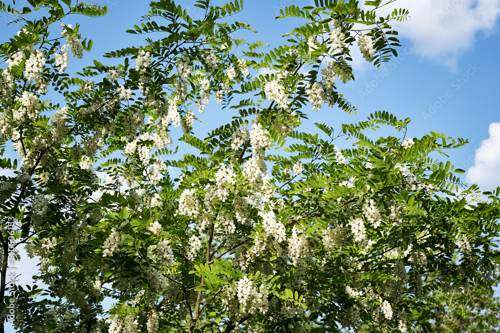 acacia branches blooming in white clusters against a blue sky acacia branches blooming in white clusters against a blue sky