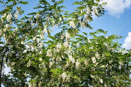 acacia branches blooming in white clusters against a blue sky