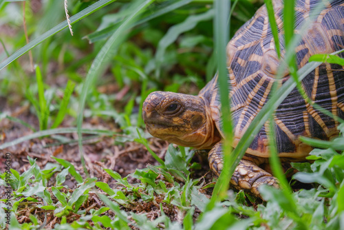 Indian Star Tortoise (Geochelone elegans ) in green grass photo