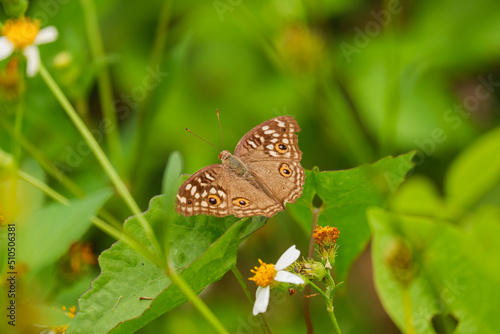 Brown butterfly on green grass © jakk_wong