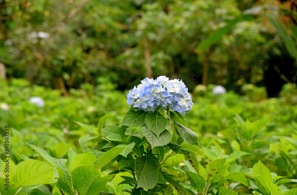 Beautiful Hortensia flower, growth fresh on the tree Beautiful Hortensia flower, growth fresh on the tree