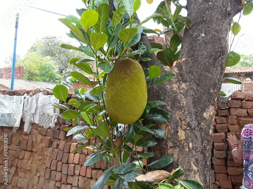 The jackfruit (Artocarpus heterophyllus), also known as jack tree, A big jackfruit is hanging on the tree. Jackfruit is commonly used in  India vegetable food. One jackfruit hanging on the tree 