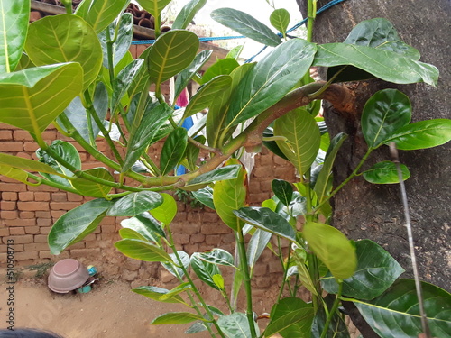 The jackfruit (Artocarpus heterophyllus), also known as jack tree, A big jackfruit is hanging on the tree. Jackfruit is commonly used in  India vegetable food. One jackfruit hanging on the tree 