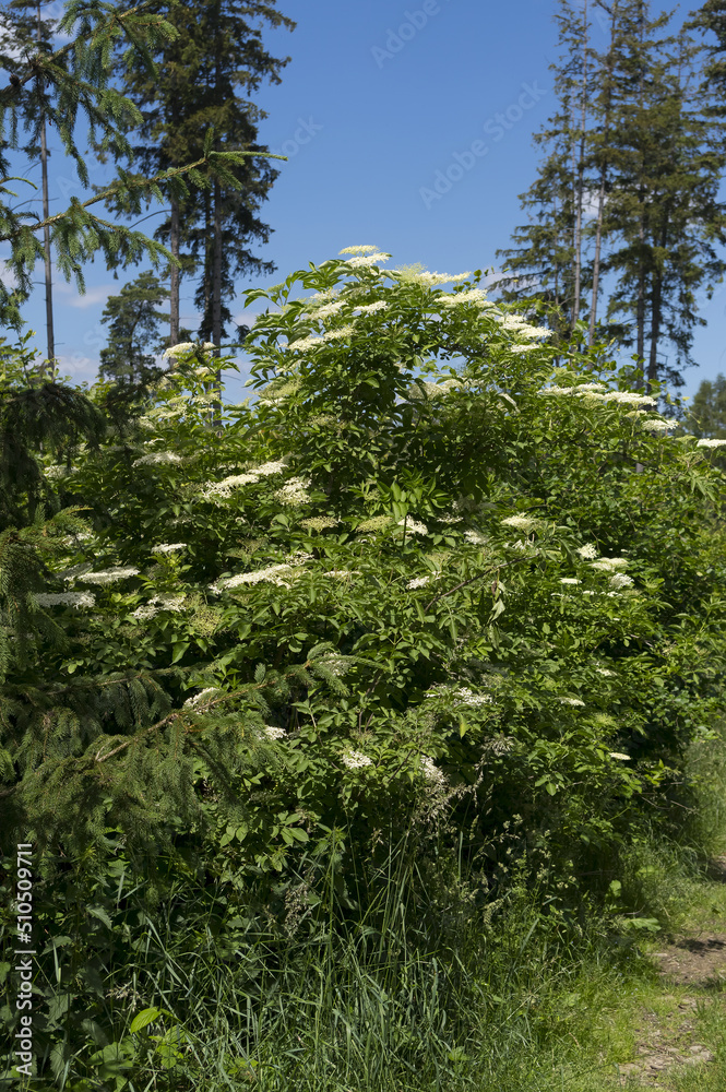 A view of a shrub called elderberry. The flowers of this shrub have healing effects.