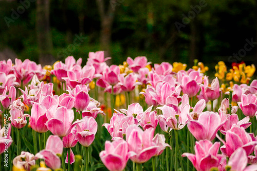 Tulip Queen of Flowers in April