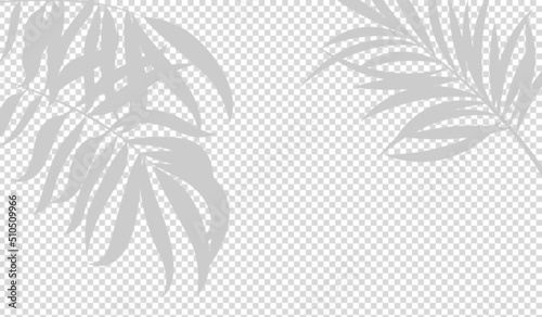 Transparent shadow effects. Vector with shadow overlays on transparent background. Vector transparent shadows of palm leaf, leaves