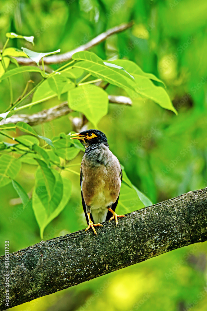 Common Myna on a branch Common Myna on a branch